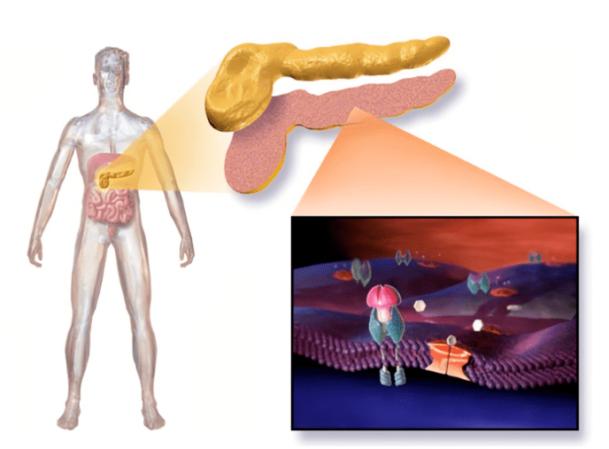 鼓楼医院研究评估：UC-MSCs & BM-MSCs 之不同