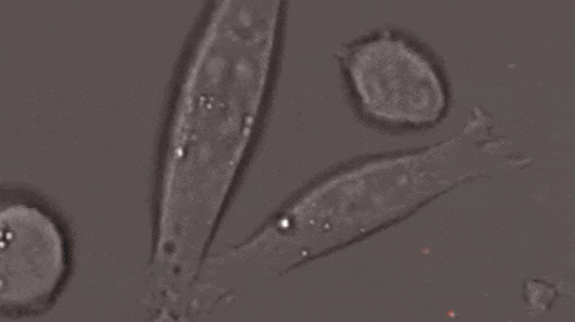 微信图片_20230615104157.gif