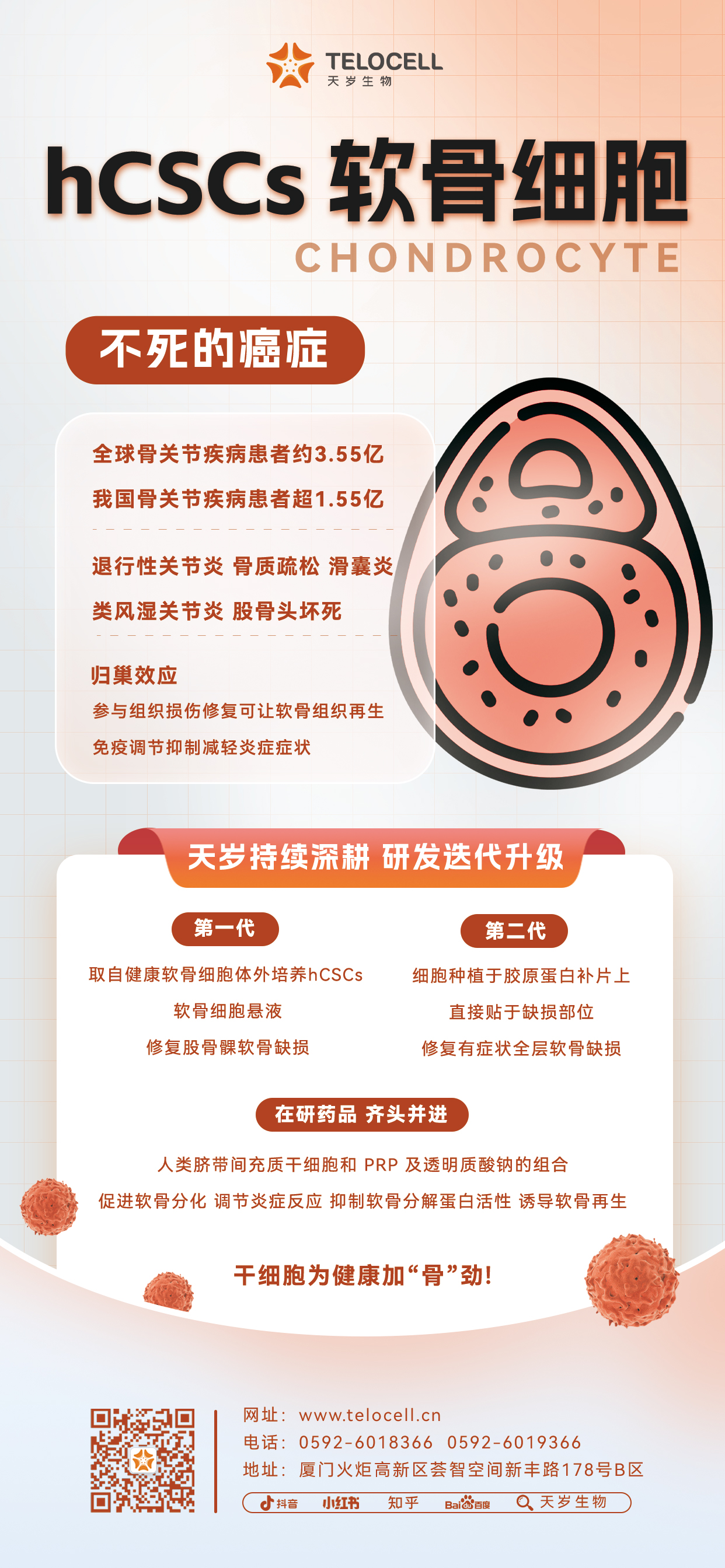 20230818 hCSCs 软骨细胞.jpg